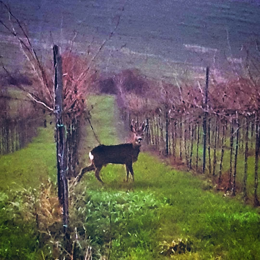 FB_IMG_1739516617824